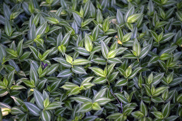 Green leaves composing a natural rug
