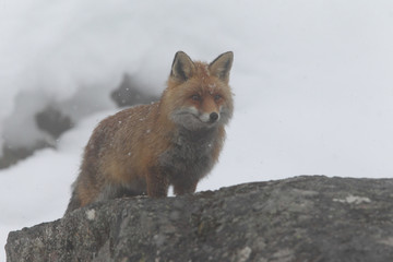 red fox into the snow