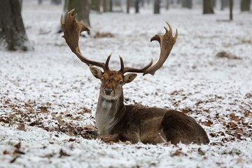 The fallow deer (Dama dama) lying in a winter landscape.