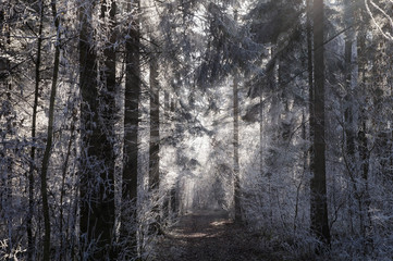 Sonnenstrahlen in einem Wald mit Raureif