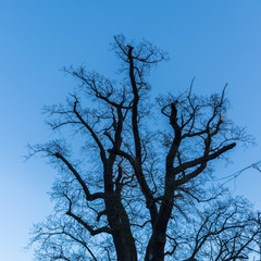 shadow tree in front of blue sky