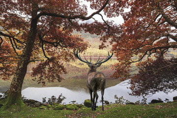 Stunning powerful red deer stag looks out across lake towards mo