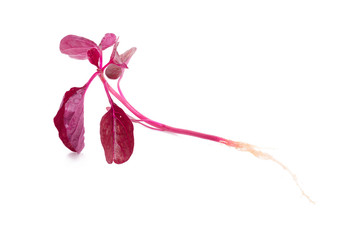 red spinach isolated on white background.