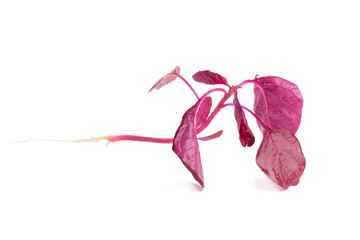 red spinach isolated on white background.