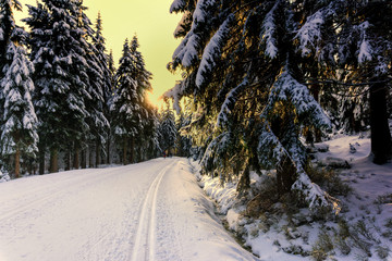 Sunset in the mountains in winter with trees covered with fresh snow and illuminated by the sun. Cross-country groomed trails in Karkonosze,  Giant Mountains, Poland.  