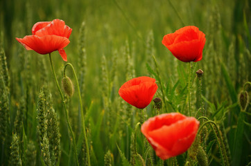 Red Poppies in the wheat field