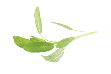 Sage plant on a white background.