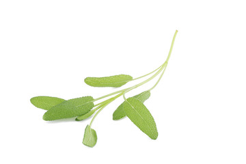 Sage plant on a white background.