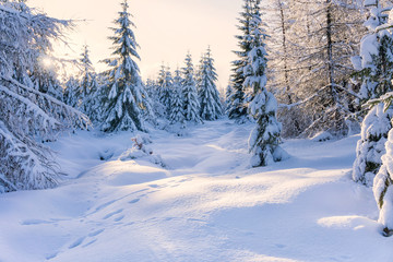 Winter landscape. Trees in mountains covered with hoarfrost in sunny day and animal tracks on the snow. Karkonosze,  Giant Mountains, Poland.