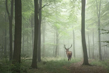 Fotobehang Kaki Mooi beeld van edelhertenhert in mistig kleurrijk herfstbos