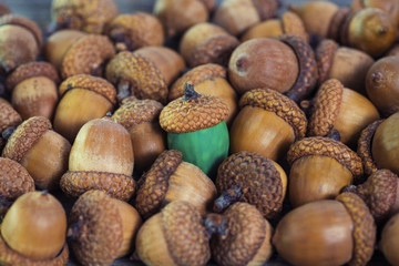 colorful acorn against of ordinary acorns abstract vision be different, unique personality or standing out from the crowd, leadership quality. beautiful still life background 