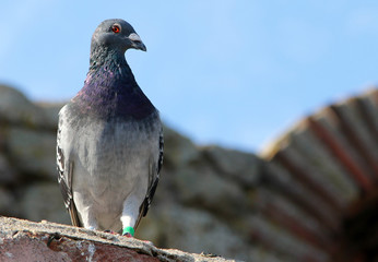 Beautiful gray dove on a background of stone building