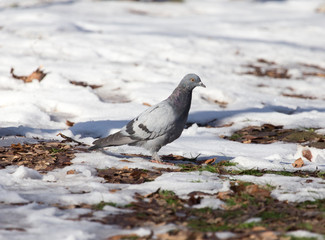 white dove in the snow in the winter
