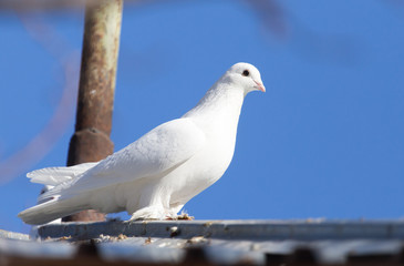 white dove in nature
