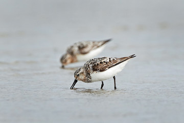 Sanderling (Calidris alba)