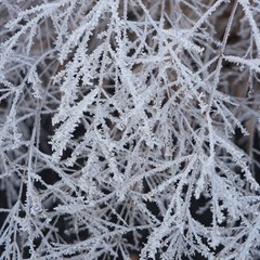 Eiskristalle auf Gräsern - Textur