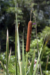 Cattail in bloom