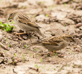 sparrow on the ground in nature