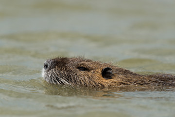 Nutria, Coypu, Myocastor coypus