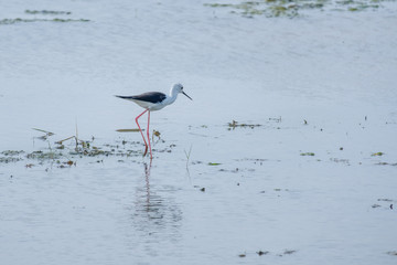 Fototapeta premium Bird foraging walk.