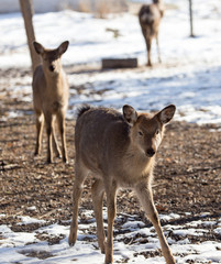 deer in the park in winter