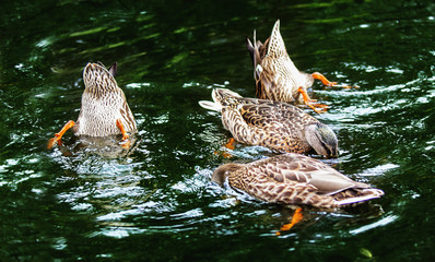 Ducks in a dark water