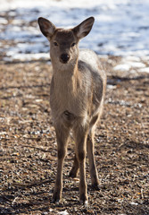 deer in the park in winter