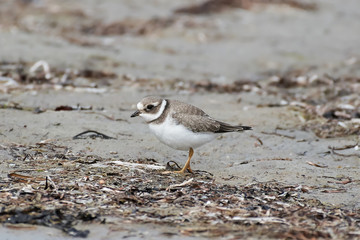 Common ringed plover (Charadrius hiaticula)