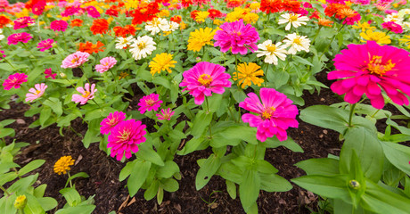 The background image of the colorful flowers in park, happy on h