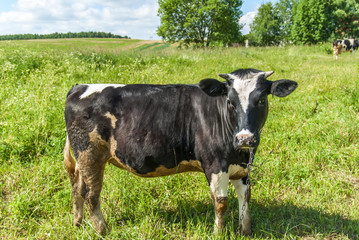 Cows grazing in the meadow 