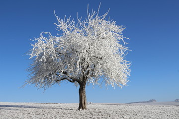 Apfelbaum im Rauhreif unter blauem Himmel