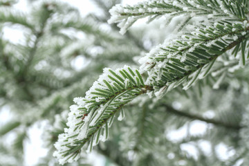 Coniferous branches covered with hoarfrost