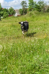 Obraz na płótnie Canvas Cows grazing in the meadow 