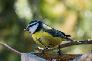 Blaumeise