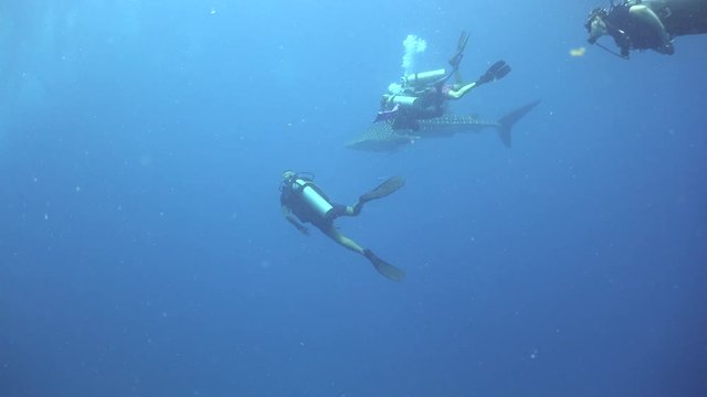 Whale shark and lots of divers 