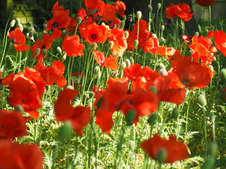 Obraz premium Flowerfield series