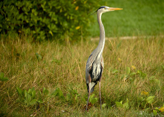 Great Blue Heron bird in it's habitat