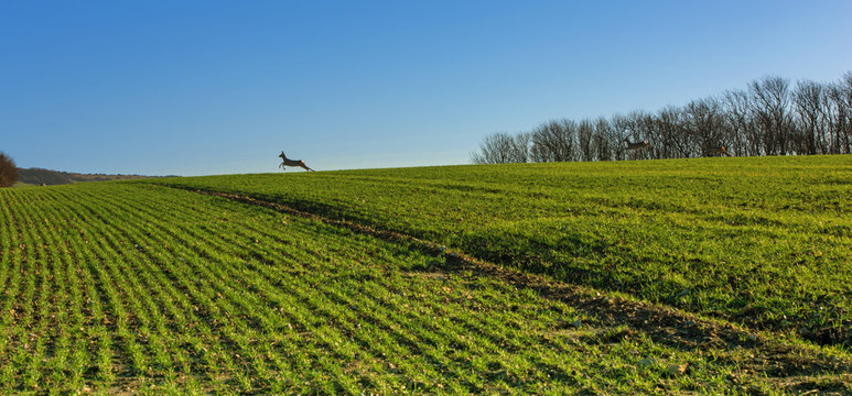 Fototapeta chevreuils sautant dans les champs