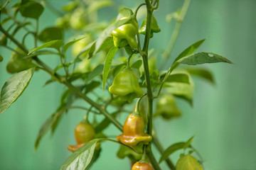 Hot peppers in the form of bells on a pale green background. Branch of chili peppers. Ripening peppers. Outdoors. Selective focus. Blurred background. Plenty of space for text. Poster, Wallpaper