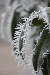 Winterfrost auf Kirschlorbeerblatt