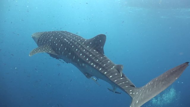 Whale shark and lots of divers 