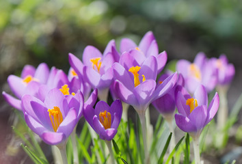 Crocus flower 