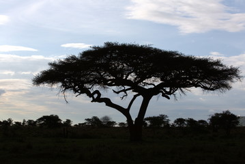 Kilimanjaro Africa