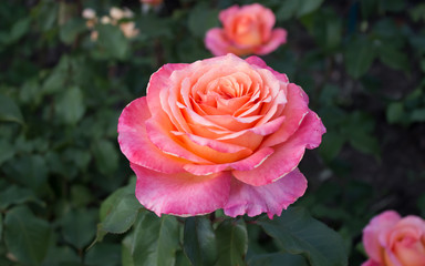 цветущая в саду роза 