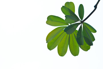 green leaf isolated