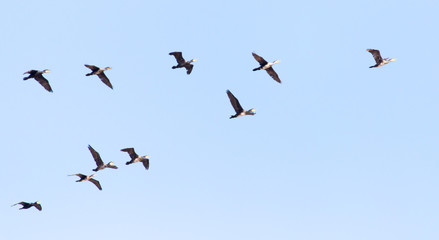 a flock of birds flying south in the blue sky