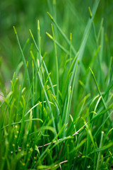 Grass
