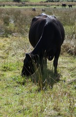 Cattle grazing in a water meadow in Dorset, England..