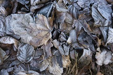 Leaves collection011