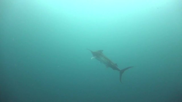 Marlin (Sail fish) attacks flock of Batfish 